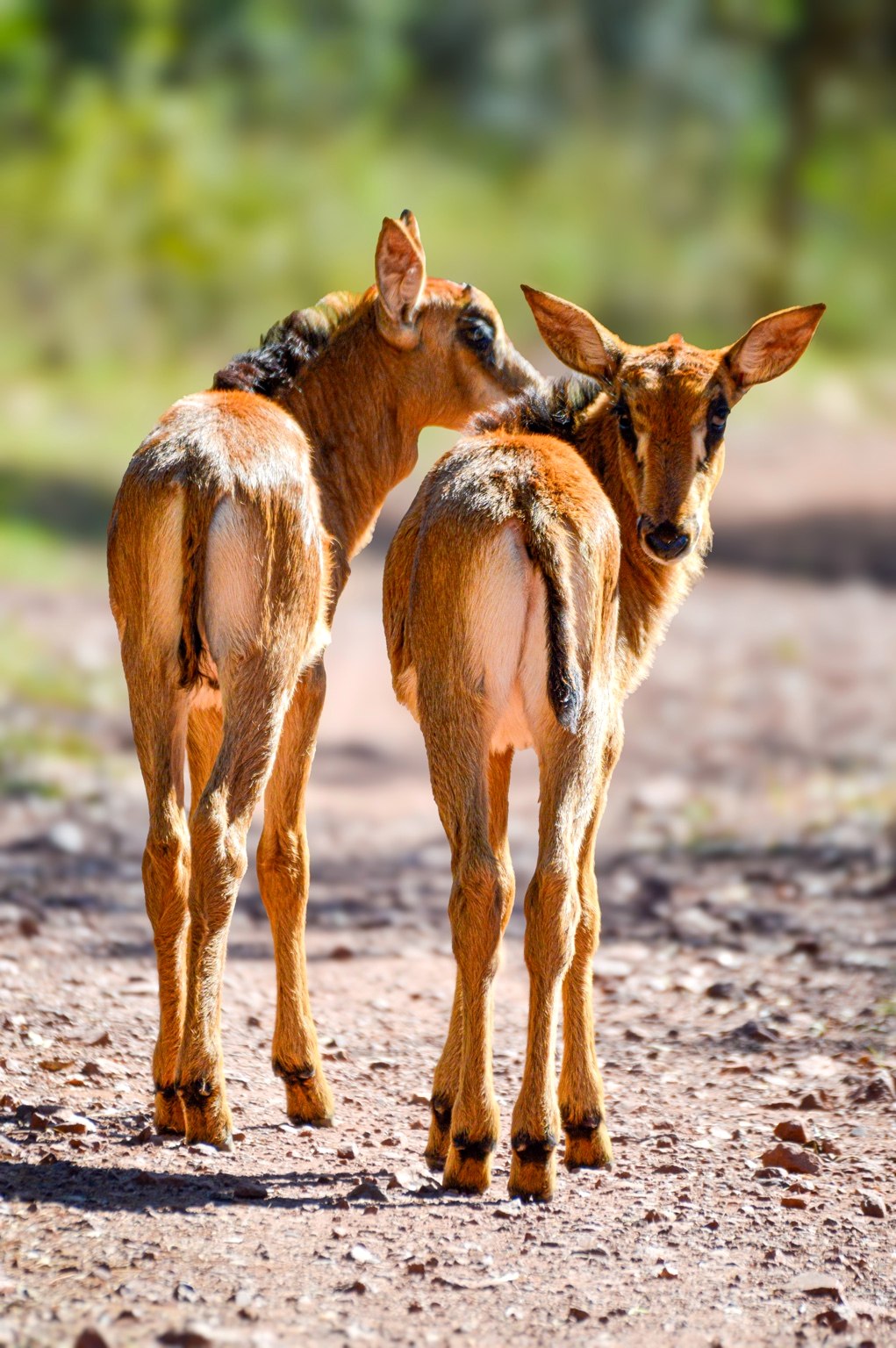 Young antelope