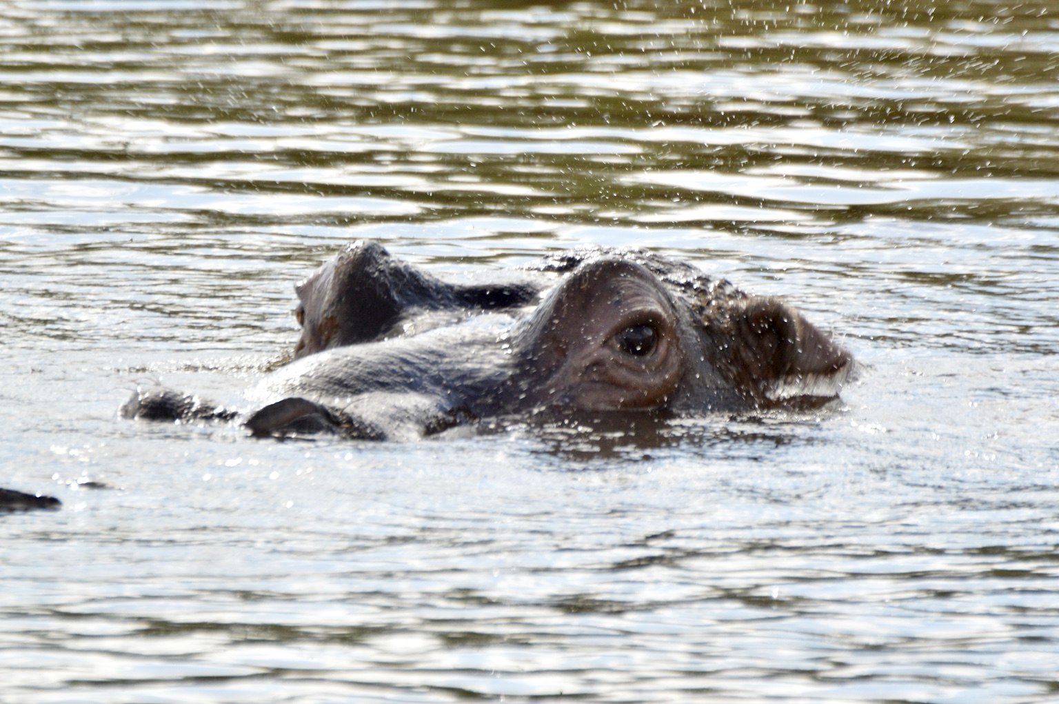 Hippo