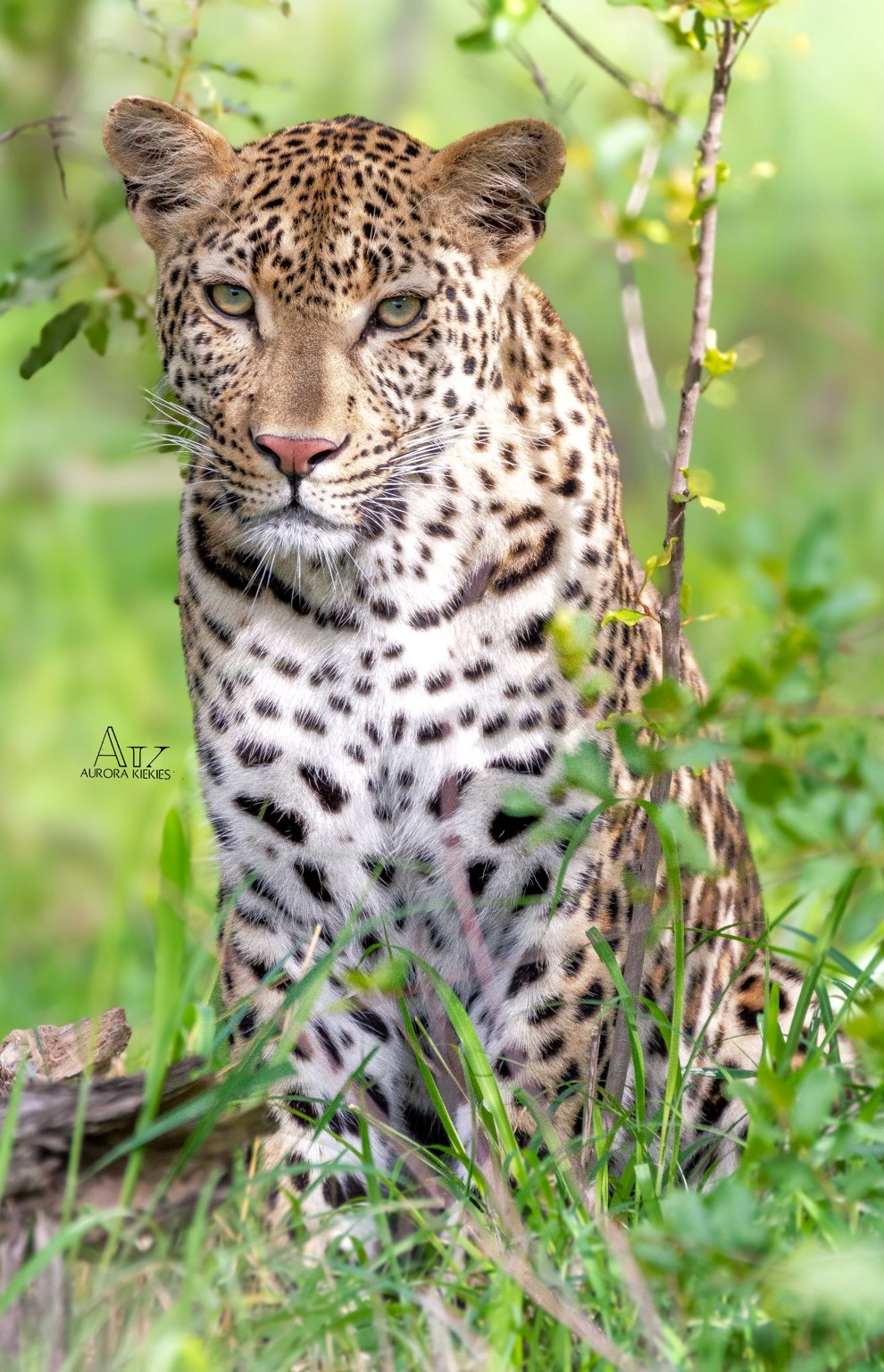 Leopard in the bush