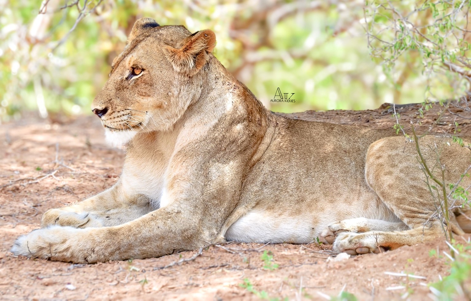 Lioness resting