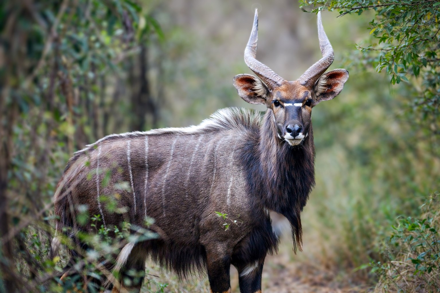 Nyala